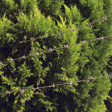 Load image into Gallery viewer, Barbed Wire  00055781  DAIDOHANT
