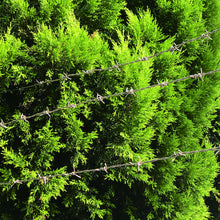 Load image into Gallery viewer, Barbed Wire  10155792  DAIDOHANT

