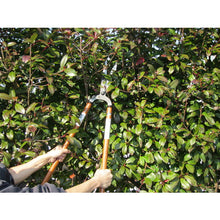 Load image into Gallery viewer, Grass Scissors  A-14  Kanenori
