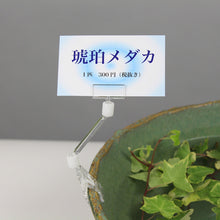 Load image into Gallery viewer, Clear Clips  CH-221  OP
