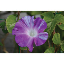 Load image into Gallery viewer, Planter for Green Curtain  GCP-750  IRIS
