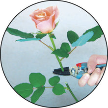 Load image into Gallery viewer, Garden Scissors  TS-77HB  CHIKAMASA

